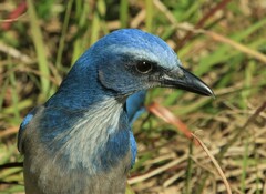 Aphelocoma coerulescens