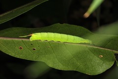 Macroglossum divergens