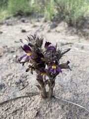 Aphyllon multiflorum