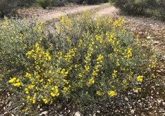 Acacia brachybotrya