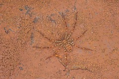 Heteropoda venatoria