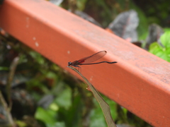 Hetaerina cruentata