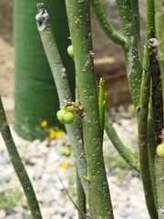 Euphorbia rossiana