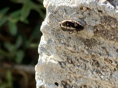 Bagrada hilaris