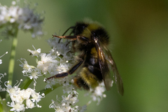 Bombus flavidus