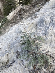 Hymenopappus filifolius
