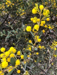 Acacia brachybotrya