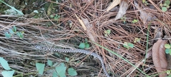 Pantherophis bairdi