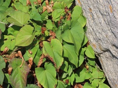 Convolvulus