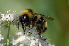 Bombus flavidus