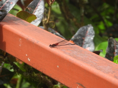 Hetaerina cruentata