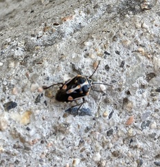 Bagrada hilaris