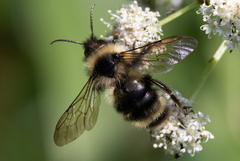 Bombus flavidus