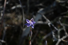 Thelymitra peniculata