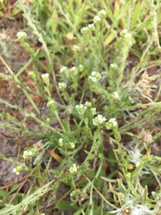 Plagiobothrys scouleri