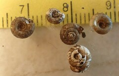 Discus whitneyi