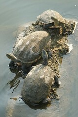 Mauremys sinensis