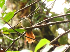 Cranioleuca erythrops