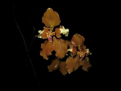 Cyrtochilum