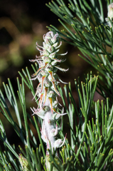 Paranomus bracteolaris