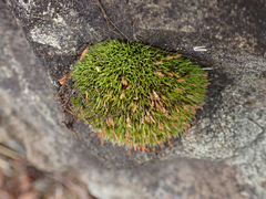 Grimmiaceae