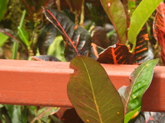 Hetaerina cruentata