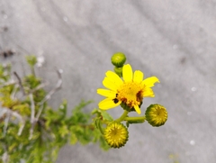 Senecio bahioides