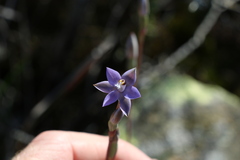 Thelymitra peniculata