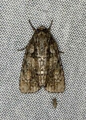 Acronicta increta