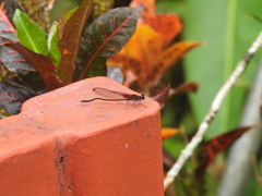 Hetaerina cruentata