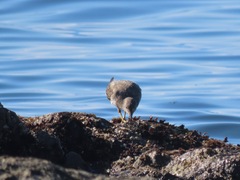 Calidris virgata