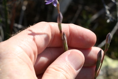 Thelymitra peniculata
