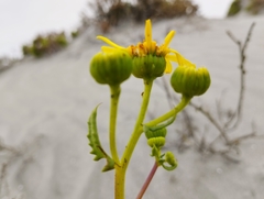 Senecio bahioides
