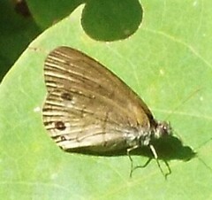 Hermeuptychia sosybius