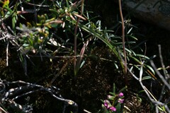 Thelymitra peniculata