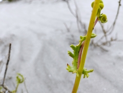 Senecio bahioides