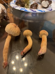 Chroogomphus tomentosus