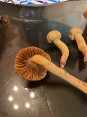 Chroogomphus tomentosus