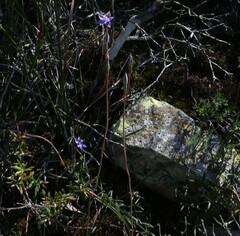 Thelymitra peniculata
