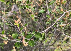 Pomaderris paniculosa