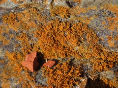 Polycauliona candelaria