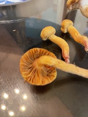 Chroogomphus tomentosus