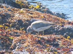 Calidris virgata