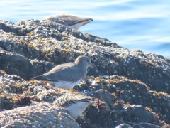 Calidris virgata