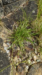 Plantago maritima