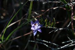 Thelymitra peniculata