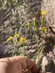 Senecio spartioides