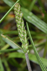 Plantago maritima
