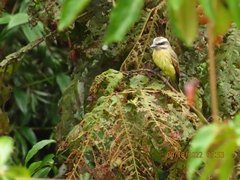 Myiodynastes hemichrysus