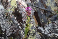 Comesperma hispidulum